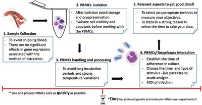 An Overview of Peripheral Blood Mononuclear Cells as a Model for Immunological Research of Toxoplasma gondii and Other Apicomplexan Parasites